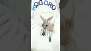 飼育員さんのポケットでスクスク育つカンガルーのコゴローくん🦘#shorts #kangaroo #カンガルー