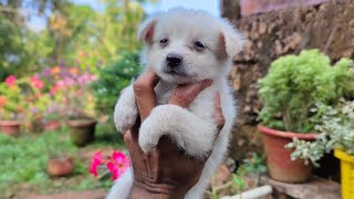 puppys ന്റെ deworming നമ്മൾ ഇങ്ങനെ ആ ചെയ്യുന്നത് #puppies #video #youtube #youtuber #kannur #sale