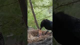 Under the Wings: Black Drongo Chicks Growing Strong #shorts #youtubeshorts #trendingvideo #short