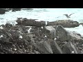 天売島黒崎海岸、ウミネコの雛と親鳥が映っているだけの動画。2021年5月16日