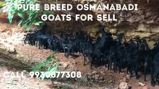 Pure Breed osmanabadi Goats for sell call 9930877308