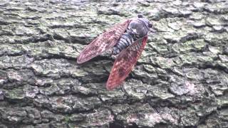 【日本の昆虫】 アブラゼミ Large Brown Cicada 【セミ】