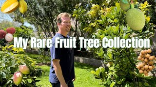 My Rare Fruit Tree Collection (8 Varieties You Won't See at Big Box Stores)