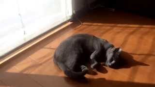 Russian Blue《ロシアンブルー》YUKI 猫のひなたぼっこ sleeping cat