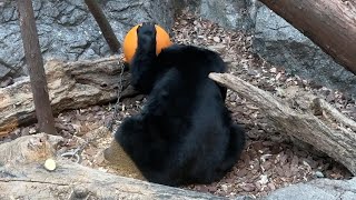 落花生を食べるウタちゃん【‎2024年‎1月26日】【上野動物園】ツキノワグマ