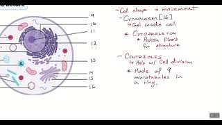 Bio Lesson 7.4.2 - Cell Structures  (2/13/25)