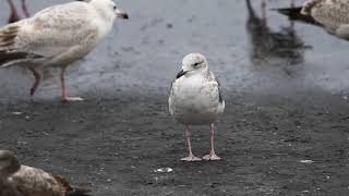 ♪鳥くん野鳥動画（千葉県銚子市）ホイグリンカモメ１ｗtaimyrensis or heuglini20190310JO6A0766