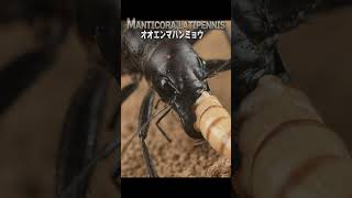 Super rare![Close-Up] predation of Manticora latipennis. #predation #bugs