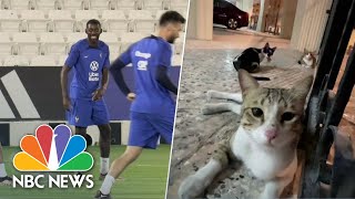 France’s Ousmane Dembele ’Scared’ Of Stray Cats At The World Cup In Qatar
