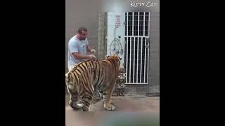 Harimau Bertemu Kembali Dengan Ayah Asuhnya Setelah 5 Tahun Berpisah #kucing #harimau #reunion