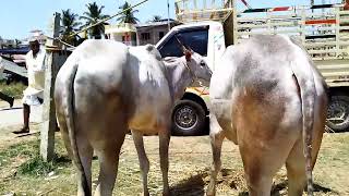 yedeuru cattle fair start