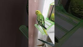 換羽期🪶で尻尾が短かったり、頭がツンツンのインコたち🦜#セキセイインコ #shorts