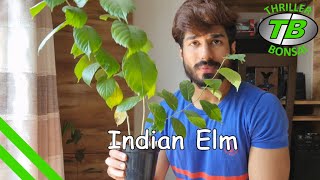 Indian Elm Tree - Seedling to Bonsai