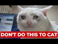 10 Common Mistakes Cat Owners Make. Please Avoid This