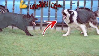 ردة فعل جاك لما شاف الجيرمن الاسود ( جيمي ) 😈