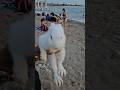 Bunny on the beach #bunny #beach