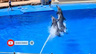 Dolphin Days at sea world || Incredible Dolphin Moment || Dolphin playing show