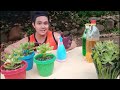 step by step guide in growing jade plant soil mix @lasimon lx1ut