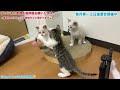 【保護猫】仔猫がカメラマンをしてくれる件【里親募集中】