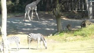 餌を食べるキリンとシマウマたちののどかな風景　天王寺動物園（Tennoji Zoo）