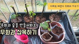 아파트 베란다 무화과 키우기, 무화과 삽목하는 방법 Propagating Fig Cuttings Easy Way Urban Gardening [호박네하우스]