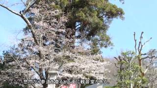 信州の鎌倉“塩田平”の春－５「青木村大法寺」