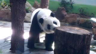 20190811 圓仔探尋木頭的香味 The Giant Panda Yuan Zai