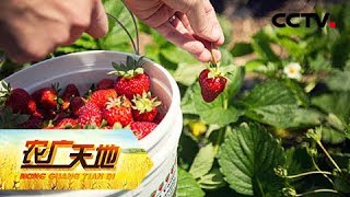 《农广天地》慈姑不是菇 草莓架上出 20190428 | CCTV农业