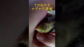 ヒメウズラ　甘えん坊ヒヨコのオハコ隊長 #shorts