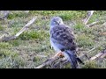 my favourite raptor beautiful male northern harrier circus hudsonius