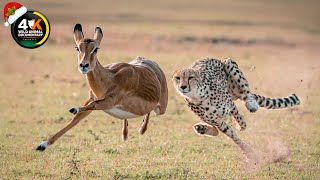 CHEETAHS | Lords of Speed and Shadows | Wild Animal Documentary