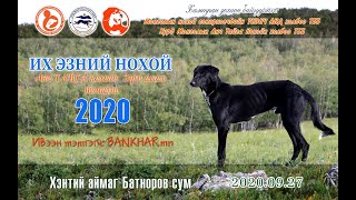 Их эзний нохой-2020 анч тайга нохойн зэрэг олгох тэмцээн-01