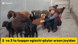 Egizchi va buģoz sovliqlar eng arzon joyidan ulgurib qoling