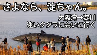 【自転車車載動画】【淀ちゃん】大阪湾・淀川 迷いクジラに会いに行くサイクリング 【GoPro】【4K】