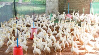 ബ്രോയിലർ താറാവ് വളർത്തൽ | Broiler duck farming (Vigova)