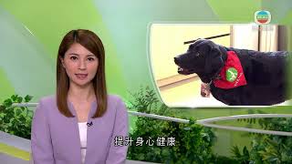 香港新聞｜無綫新聞｜19/04/24 要聞｜導盲犬服務中心安排「友伴犬」長駐安老院舍 院友稱「有狗活潑很多」｜TVB News