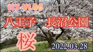 【八王子】長沼公園　桜　2022.03.28