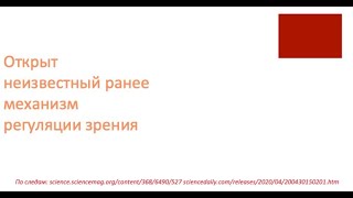 Открыт неизвестный ранее механизм регуляции зрения