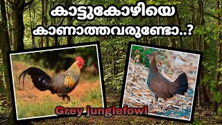 കാട്ടുകോഴി എന്ന കാട്ടുപക്ഷി Grey junglefowl കാട്ടുകോഴി (Gallus sonneratii) കേരളത്തിലെ പക്ഷികൾ