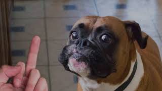 02. Funny Dog Reaction Compilation | Dogs Hate Middle Finger 🤣
