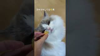 腹減りな猫に 飼い主が食べてた果汁グミを近づけてみると…？【ちぇるとらて】 #shorts #猫 #ラグドール #かわいい