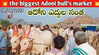 ఆదోని శుక్రవారం ఎద్దుల సంత - సంతలో రేట్లు // Adoni friday bull's market Oxen price's video's..