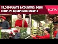 Delhi Couple's Sustainable Home: 15,000 Plants, Aquaponics, and Innovative Techniques for Clean Air