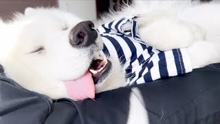 大好きなママにしか見せない超甘えん坊な犬の姿がこちらです【サモエド】