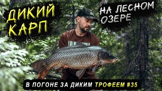 Ловля дикого карпа на лесном озере. В погоне за диким трофеем #35