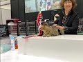 キャットショーに行って来たよ cat 保護猫 きじとら猫