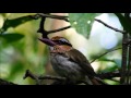 Birds of Tangoko, Sulawesi