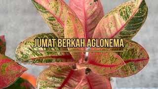 ❗️50 POT Aglonema Jumat Berkah❗️