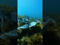 rare capture of a group of cuttlefish… fish nature animals