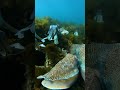 rare capture of a group of cuttlefish… fish nature animals